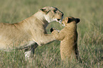Masai lions