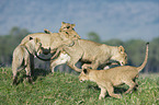 Masai lions