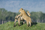 Masai lions