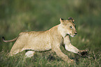 Masai lion