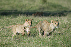 Masai lions