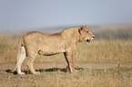 Masai lion