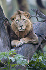 Masai lion