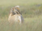 Masai lion