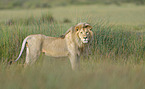 Masai lion