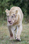 Masai lion