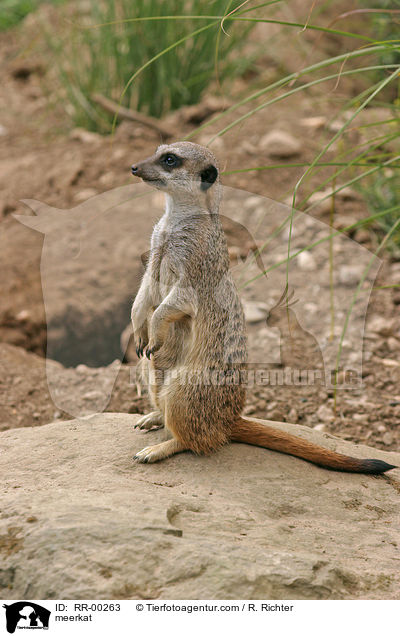 Erdmnnchen / meerkat / RR-00263