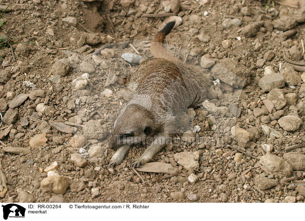 Erdmnnchen / meerkat / RR-00264