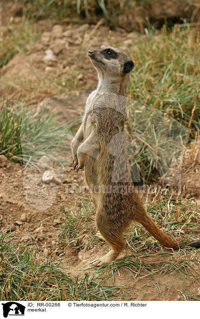 meerkat / RR-00266