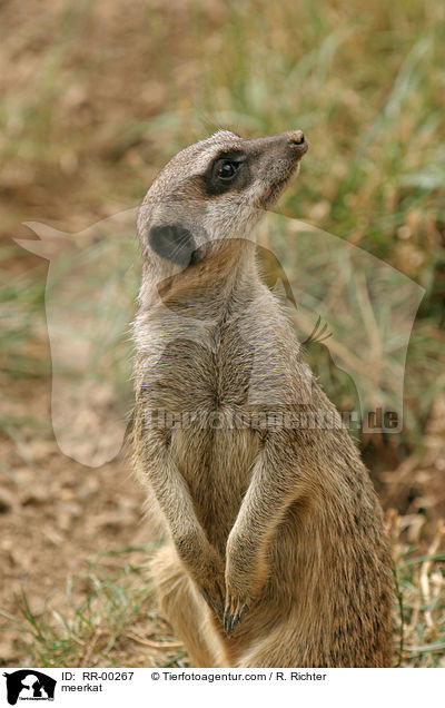 Erdmnnchen / meerkat / RR-00267