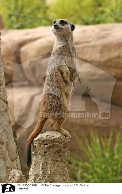 Erdmnnchen / meerkat / RR-00268