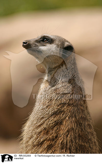 Erdmnnchen / meerkat / RR-00269