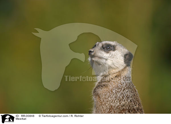 Erdmnnchen / Meerkat / RR-00848