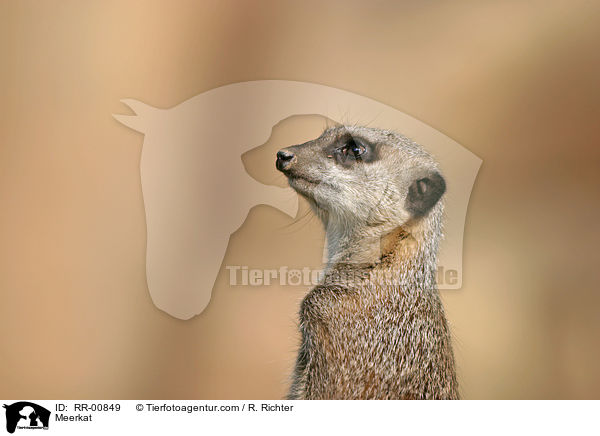 Erdmnnchen / Meerkat / RR-00849