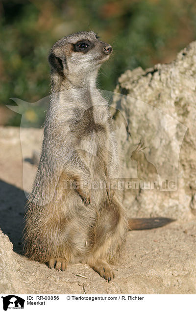 Meerkat / RR-00856