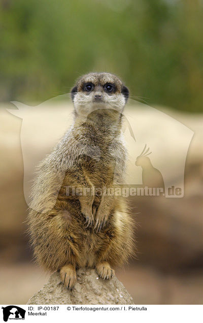 Erdmnnchen / Meerkat / IP-00187