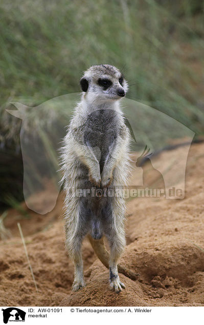 meerkat / AW-01091