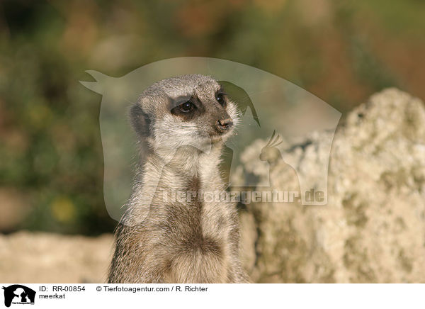 meerkat / RR-00854