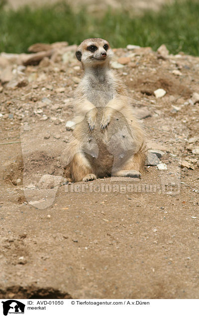 meerkat / AVD-01050