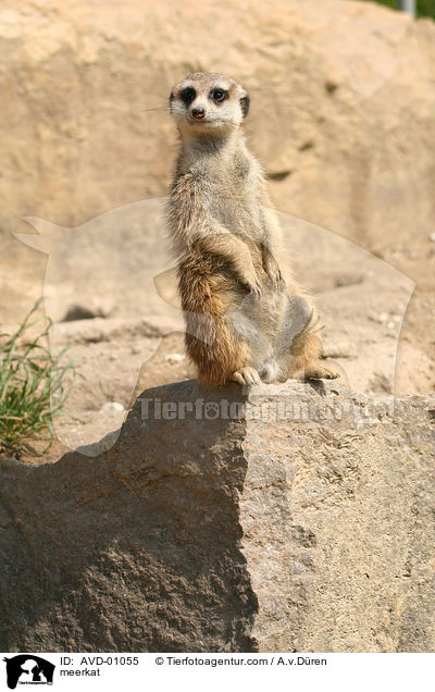 Erdmnnchen / meerkat / AVD-01055