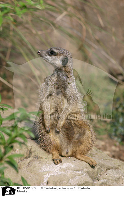 Erdmnnchen / Meerkat / IP-01562