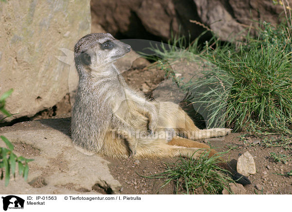 Meerkat / IP-01563