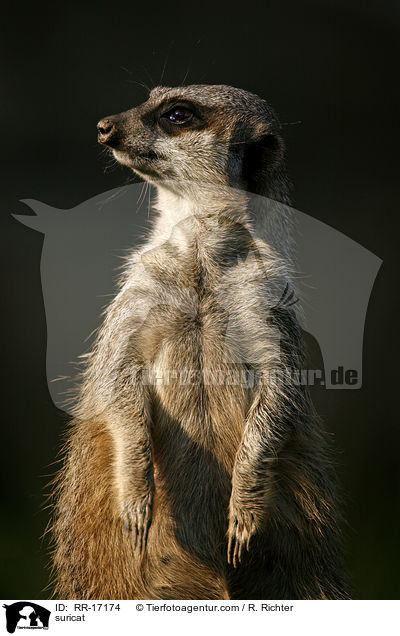 Erdmnnchen / suricat / RR-17174