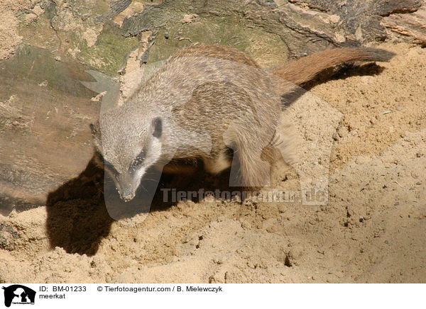 Erdmnnchen / meerkat / BM-01233