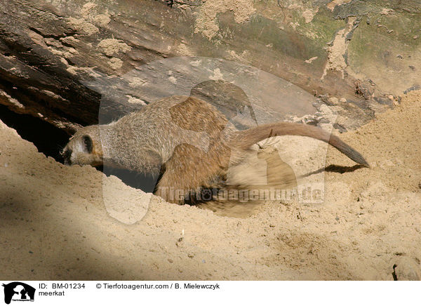 meerkat / BM-01234
