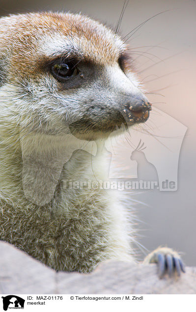 meerkat / MAZ-01176