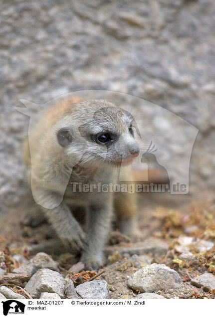 meerkat / MAZ-01207