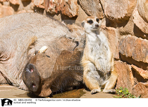 Erdmnnchen und Warzenschwein / suricat and warthog / MBS-06458