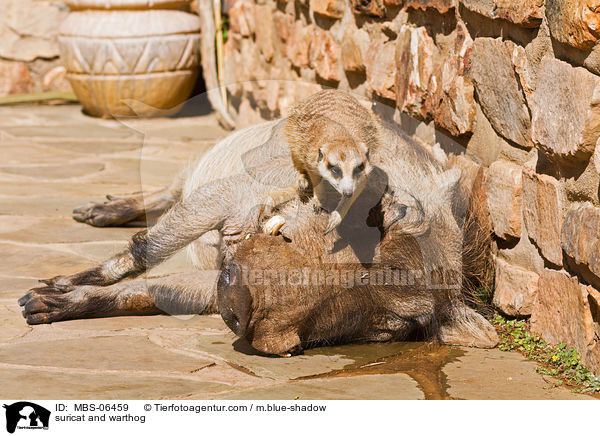 suricat and warthog / MBS-06459