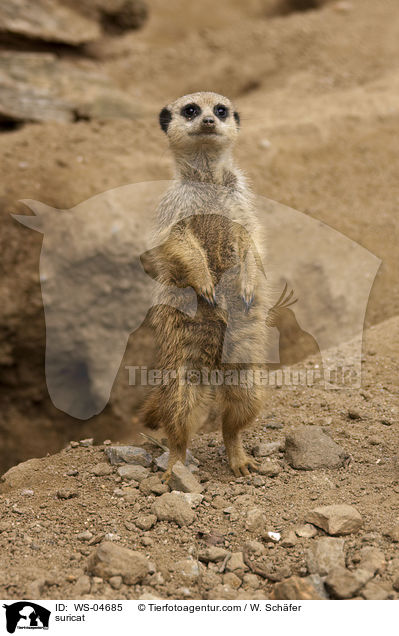Erdmnnchen / suricat / WS-04685