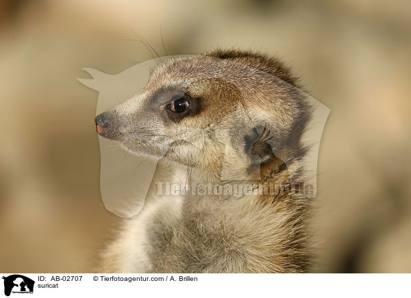 Erdmnnchen / suricat / AB-02707