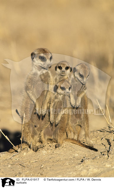 suricats / FLPA-01917