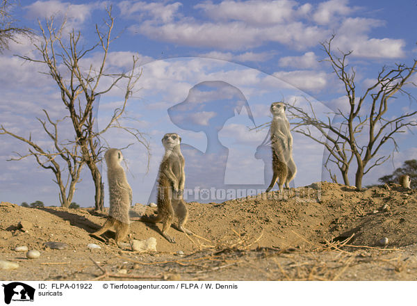 Erdmnnchen / suricats / FLPA-01922