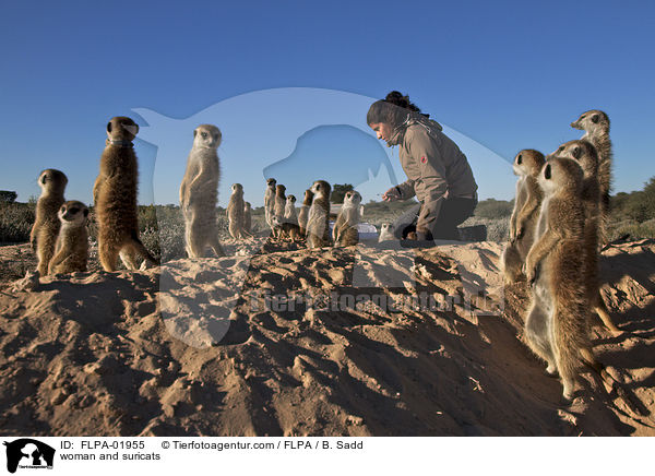 woman and suricats / FLPA-01955