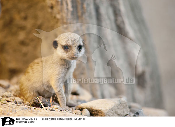 meerkat baby / MAZ-05768