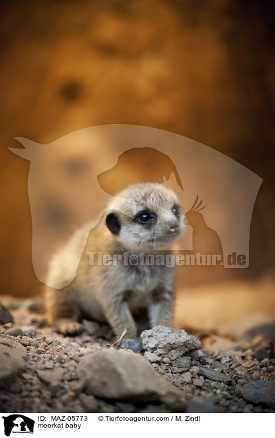 meerkat baby / MAZ-05773