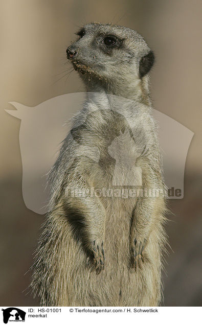 meerkat / HS-01001