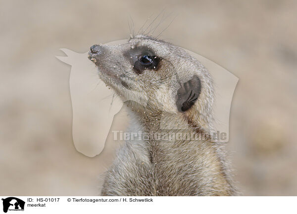 meerkat / HS-01017