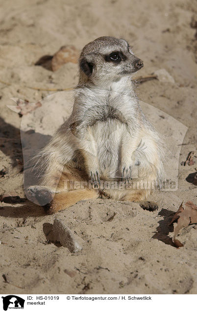 Erdmnnchen / meerkat / HS-01019
