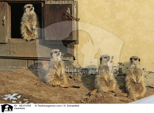 meerkats / HS-01055