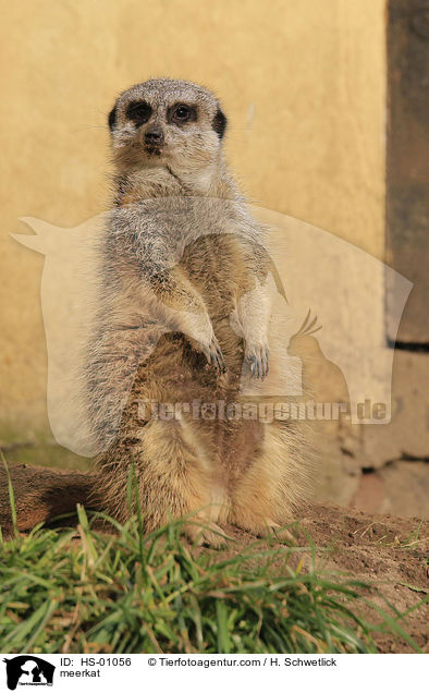 meerkat / HS-01056