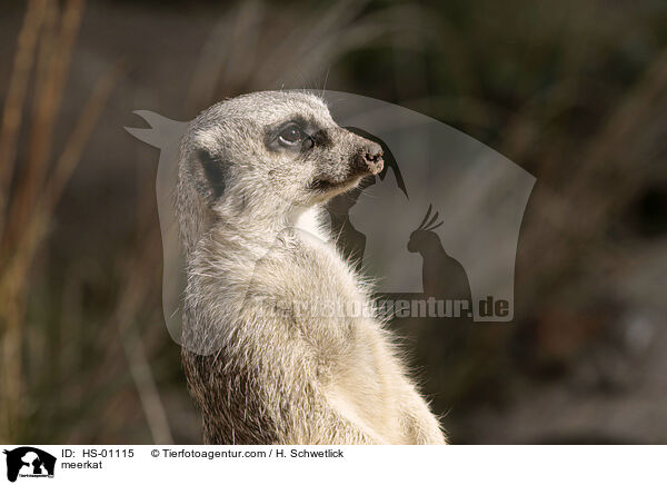 Erdmnnchen / meerkat / HS-01115