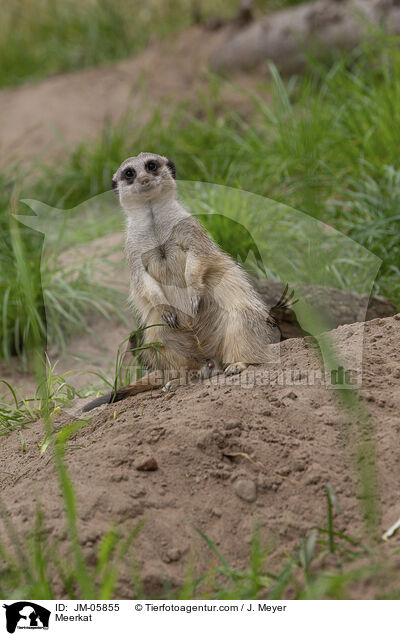 Meerkat / JM-05855