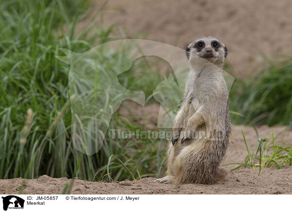 Meerkat / JM-05857