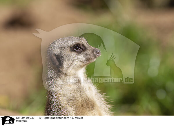 Meerkat / JM-05937