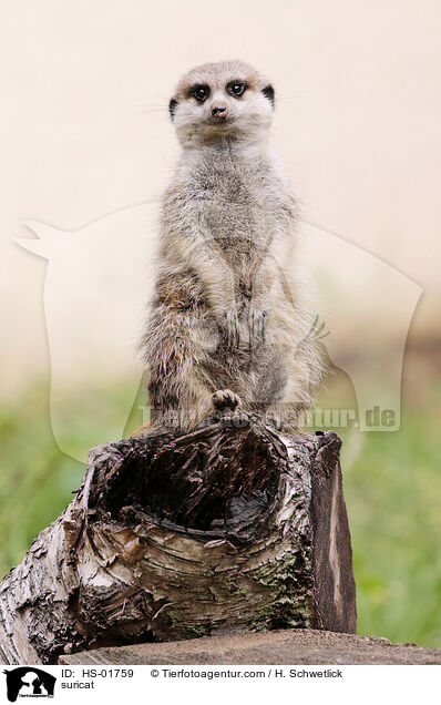 Erdmnnchen / suricat / HS-01759